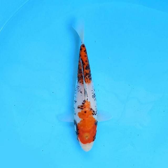 Beni Matsukawabake 20cm