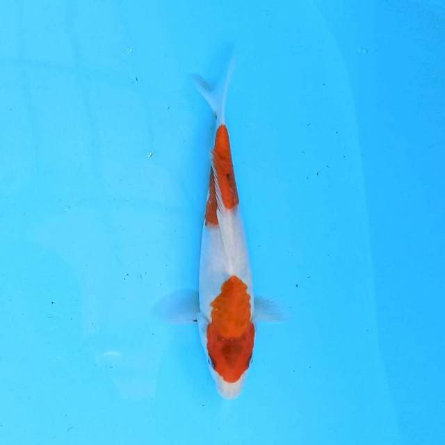 Showa 21cm