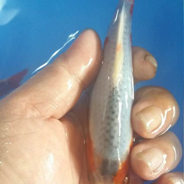 F1 asagi 14cm