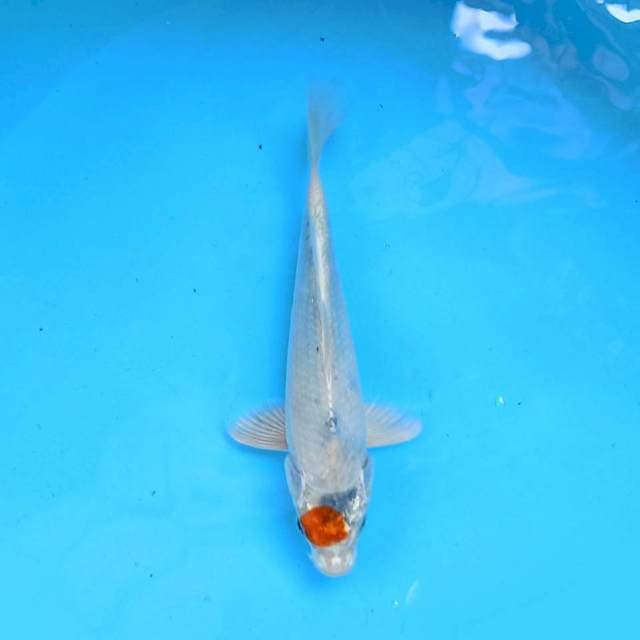 Tancho kuj aku 20cm