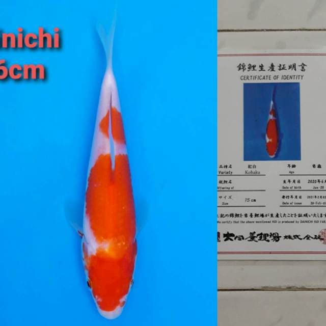 Dainichi Kohaku 16cm certi
