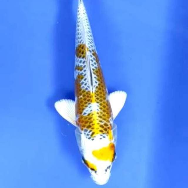 Kuhjaku