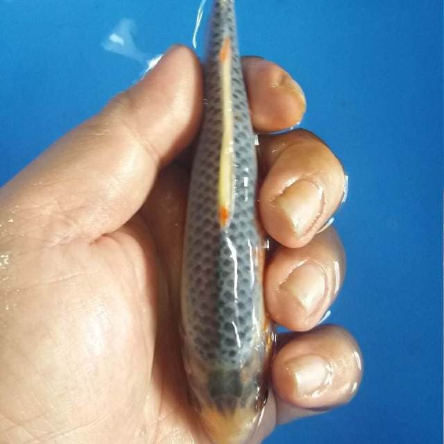 F1 asagi line 14cm