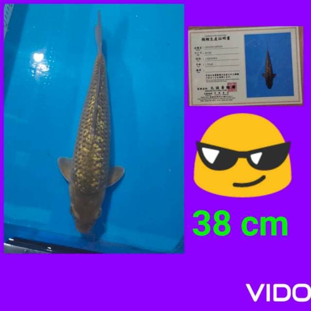 chagoi ginrin 38 cm josss