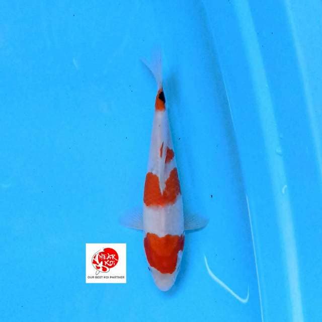 Sanke 23 cm