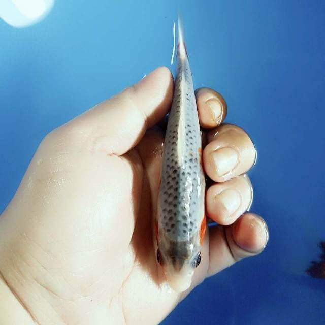 FI ASAGI 13CM