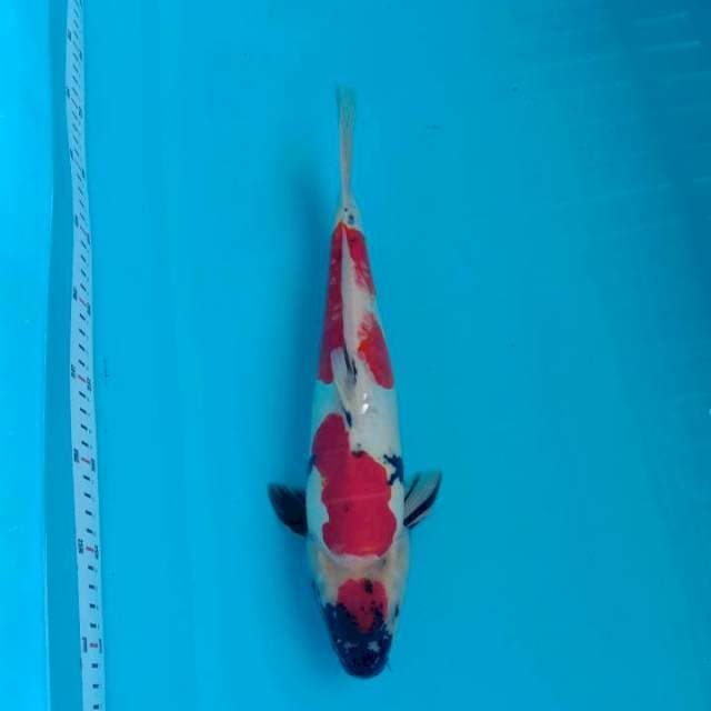 Maruten showa doitsu male 35cm