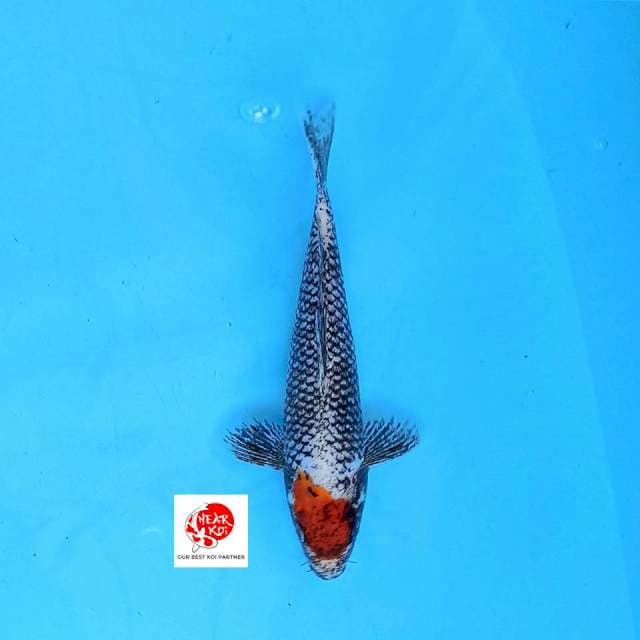 Tancho Matsukawabake 20 cm