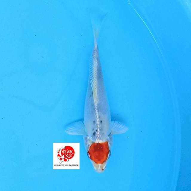 Tancho Kujaku 16 cm