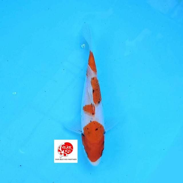 Showa 20 cm