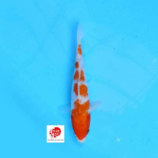 Kohaku 19 cm