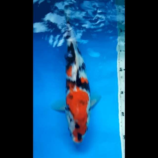 SHOWA 32 Cm