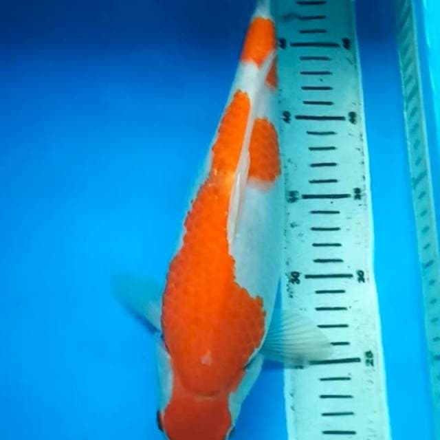 KOHAKU SUPER PUNUK 33 Cm