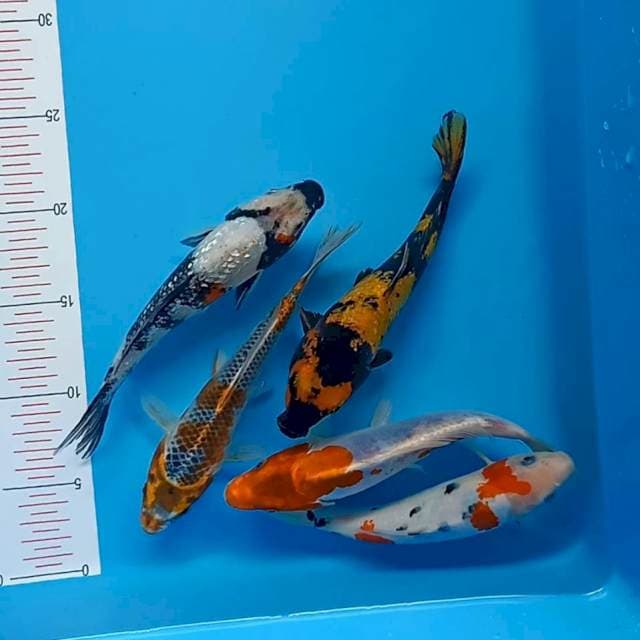 Mix 17-20cm 5ekor