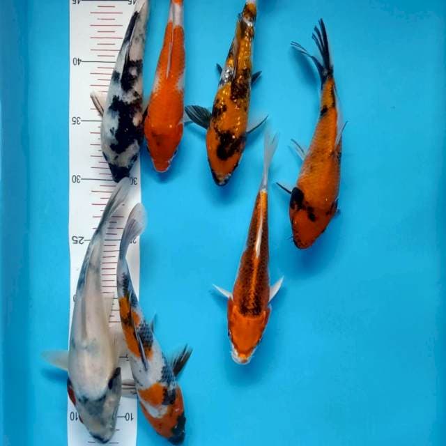 Mix 17-21cm 7ekor