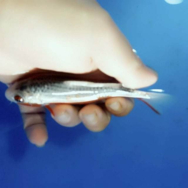 F1 asagi 12cm