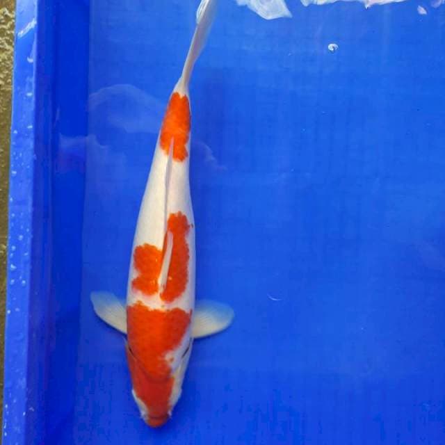Kohaku 37cm Male