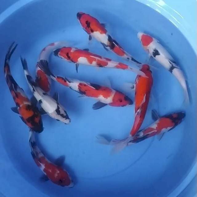 Mix size 24-27 cm