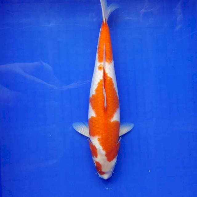Kohaku 33cm Fml