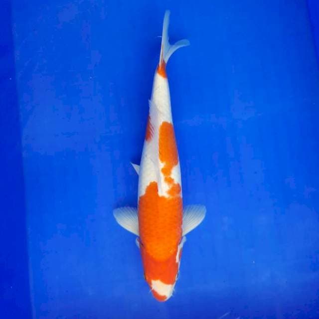 Kohaku 33cm Male