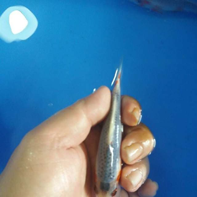 F1 ASAGI KUCIBENI 10CM