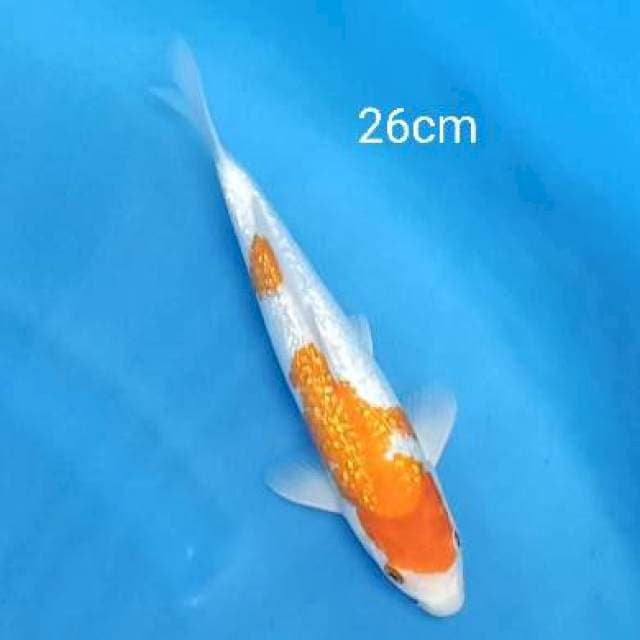 Kohaku ginrin 26cm
