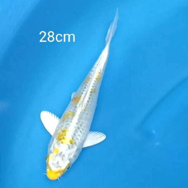 Hariwake 28cm