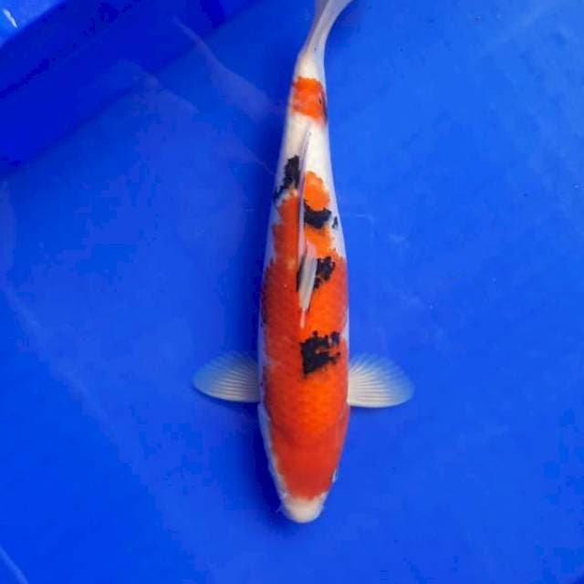 Sanke 31cm Male