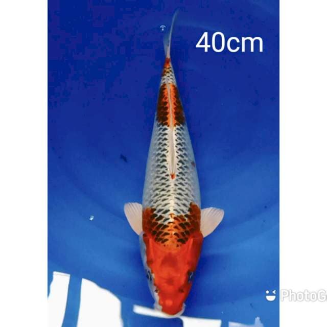 Kujaku 40cm