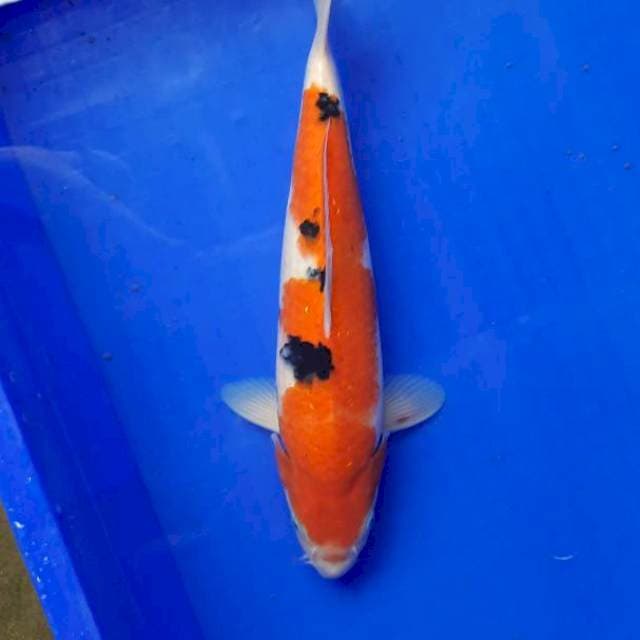 Sanke 31cm Male