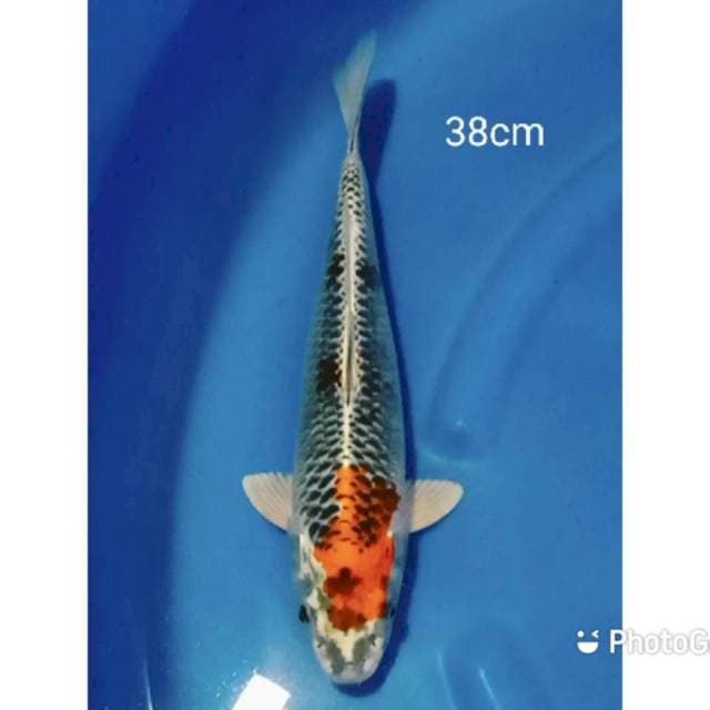 Kujaku 38cm