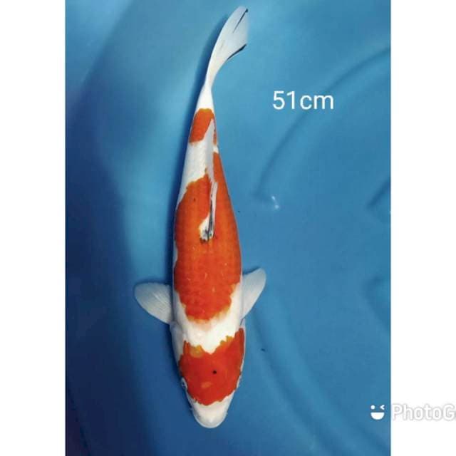 Jumbo sanke tiga step 51cm