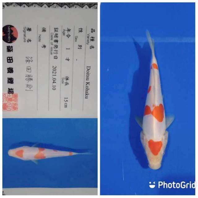 Doitsu kohaku shinoda tosai