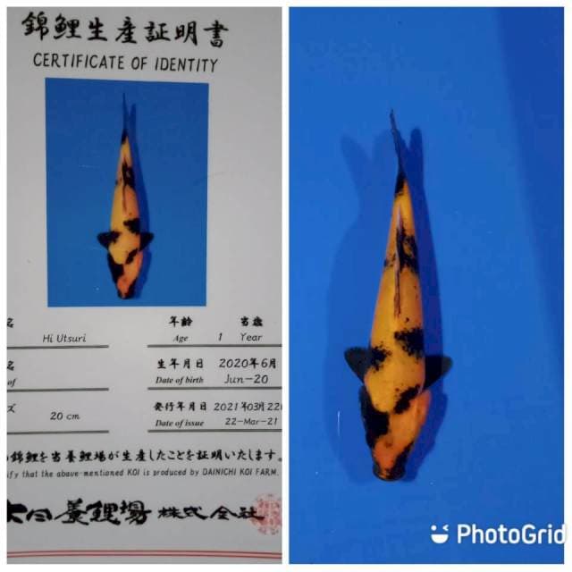 Hi utsuri dainichi tosai