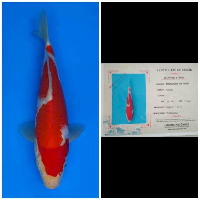 Maruboshi Kohaku