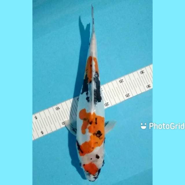 Showa doitsu female 36cm
