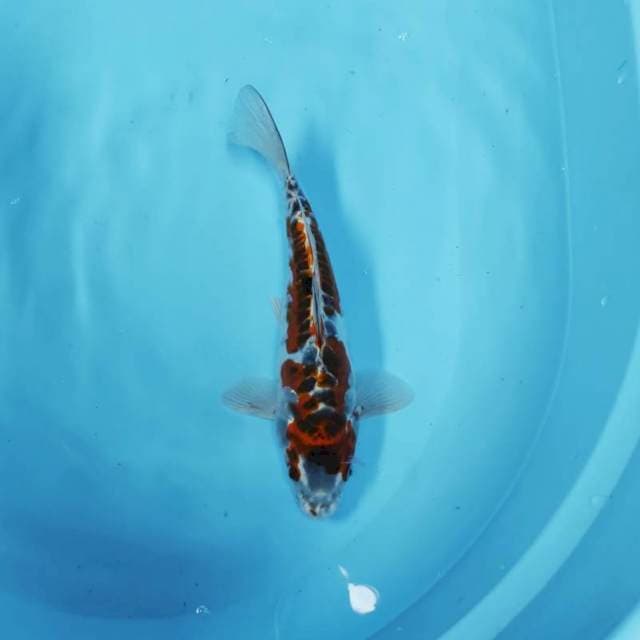 KIKOKURYU