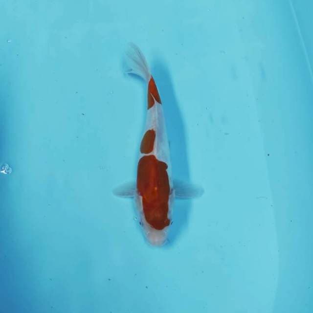 KOHAKU CEPLOK 3