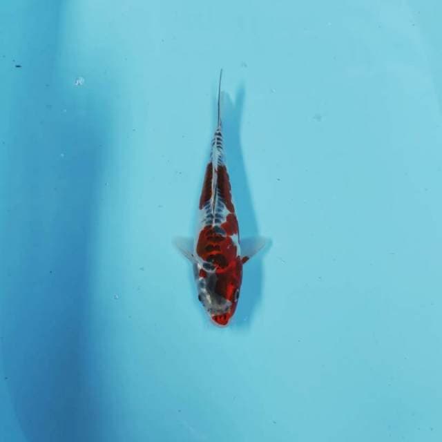 RED GOSIKI