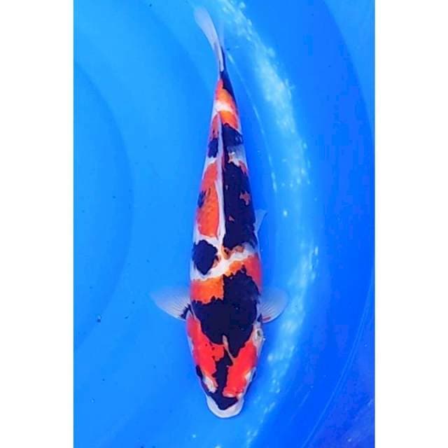 HQ Showa Sanshoku 3step 35cm (F)