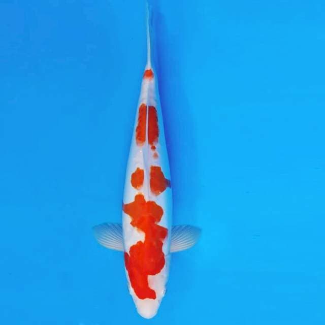 GUNTAI 15 - KOHAKU DOITSU ®