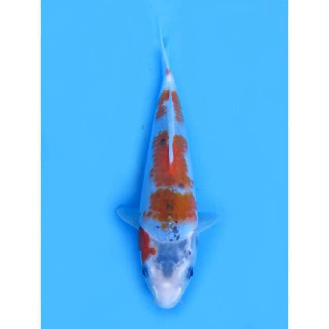 Ghosiki Showa Tategoi - 26cm male