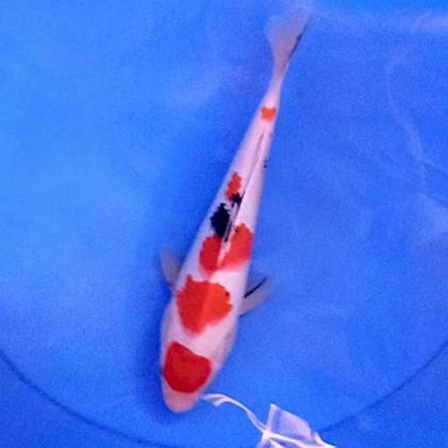 Sanke 25 cm