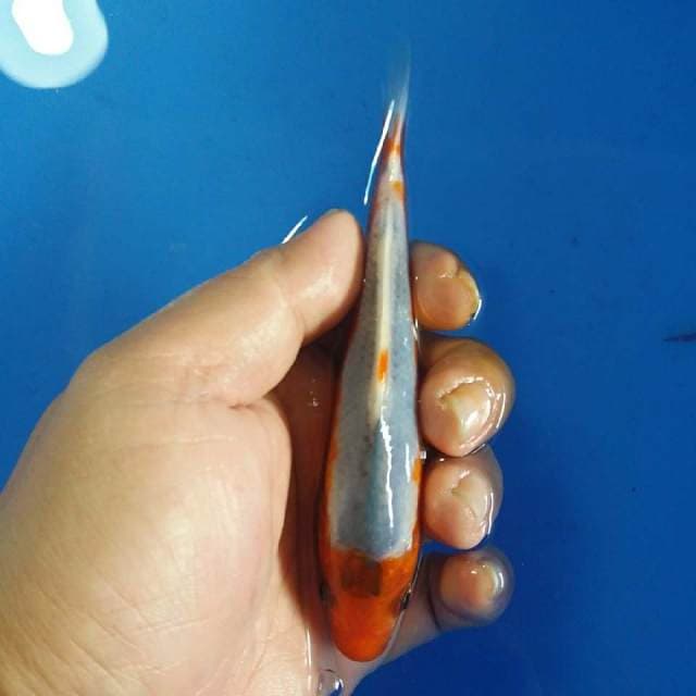 FI ASAGI 14CM