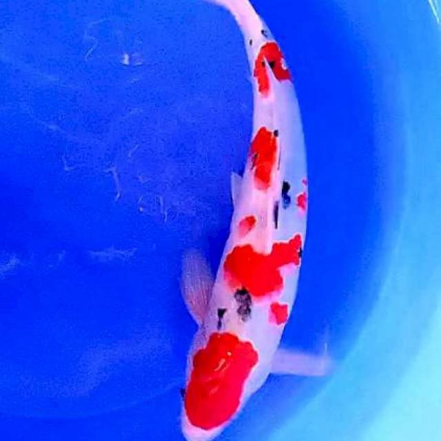 Sanke 35 cm Ml