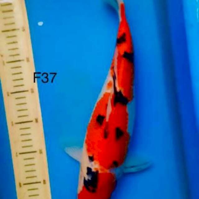 Sanke, 37cm female