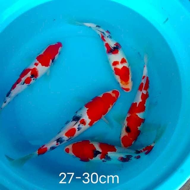 Sanke 27-30cm Hq