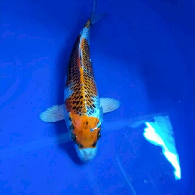 .kojaku25cm