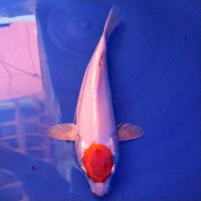 Tanco Hikari 27cm