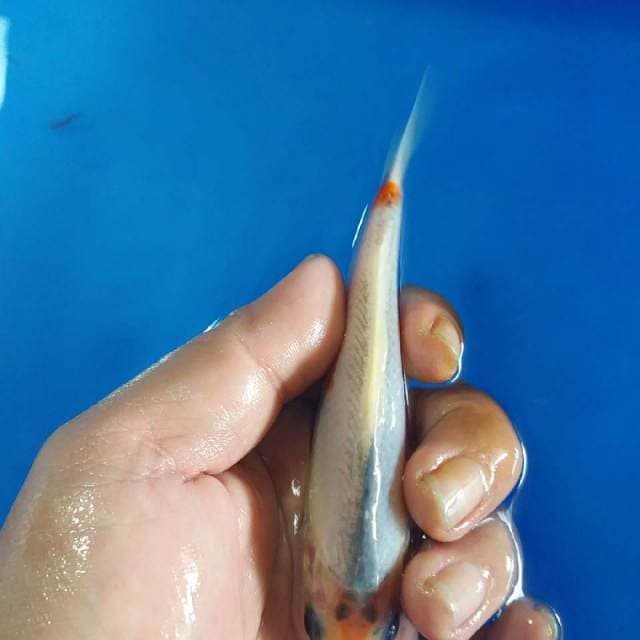 F1 ASAGI 14CM